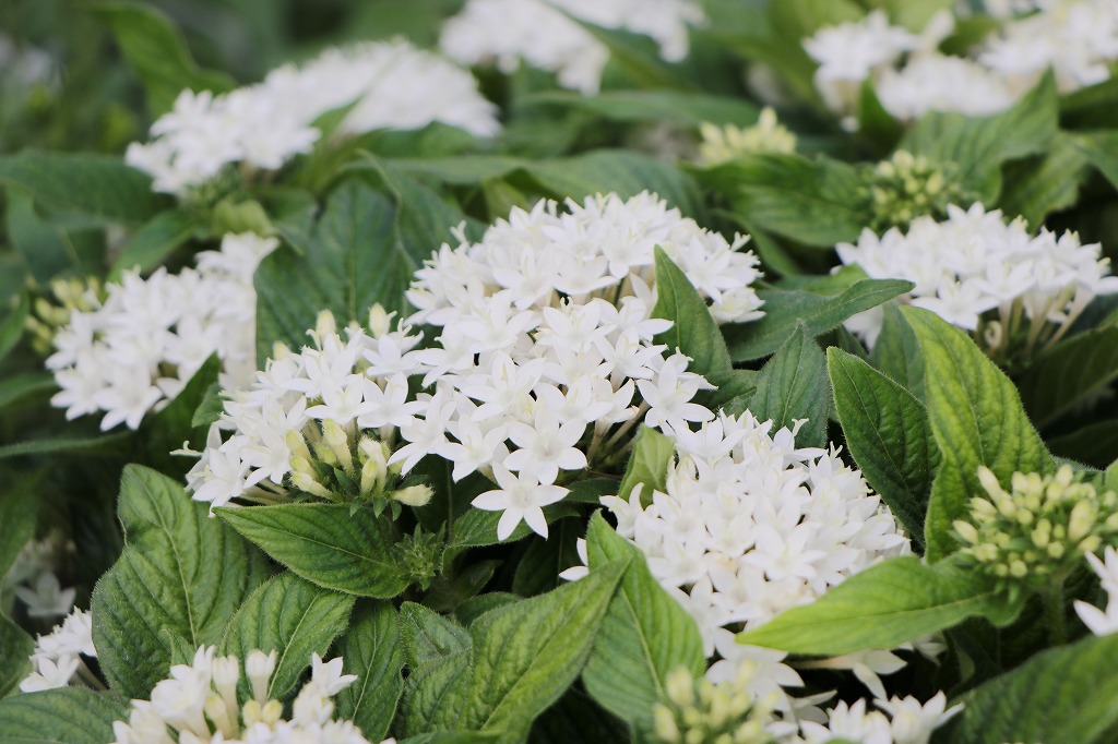 涼しげな「白い花」特集！セイロンランティアの美しい咲き姿 #花 #白い