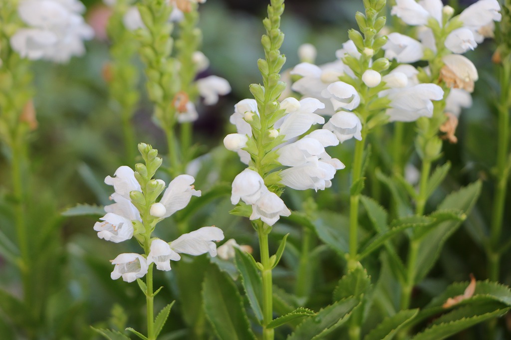涼しげな「白い花」特集！セイロンランティアの美しい咲き姿 #花 #白い