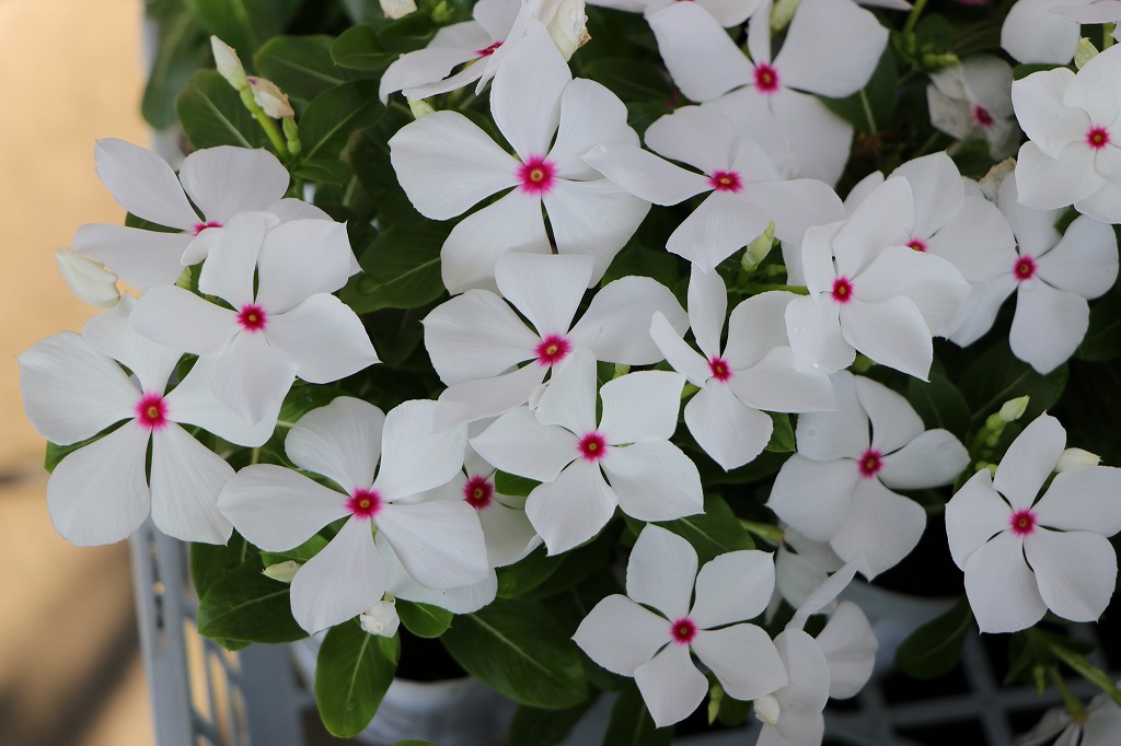 涼しげな「白い花」特集！セイロンランティアの美しい咲き姿 #花 #白い