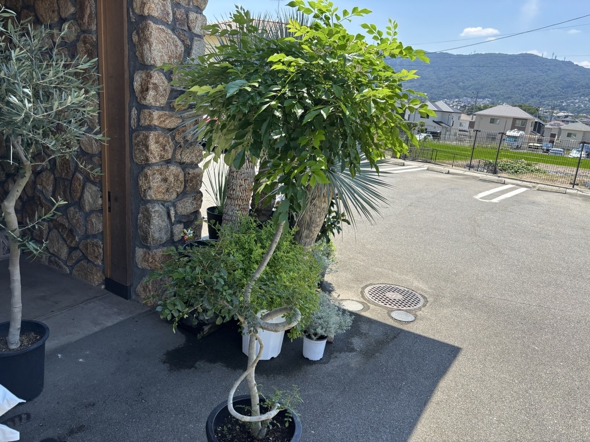 【現品１点物・高さ160cm】 シマトネリコ ねじり仕立て 10号鉢 【現品NO.1】 トネリコ 寄せ植え 鉢植え 地植え 目隠し お洒落 可愛い 常緑樹 観葉植物 初心者