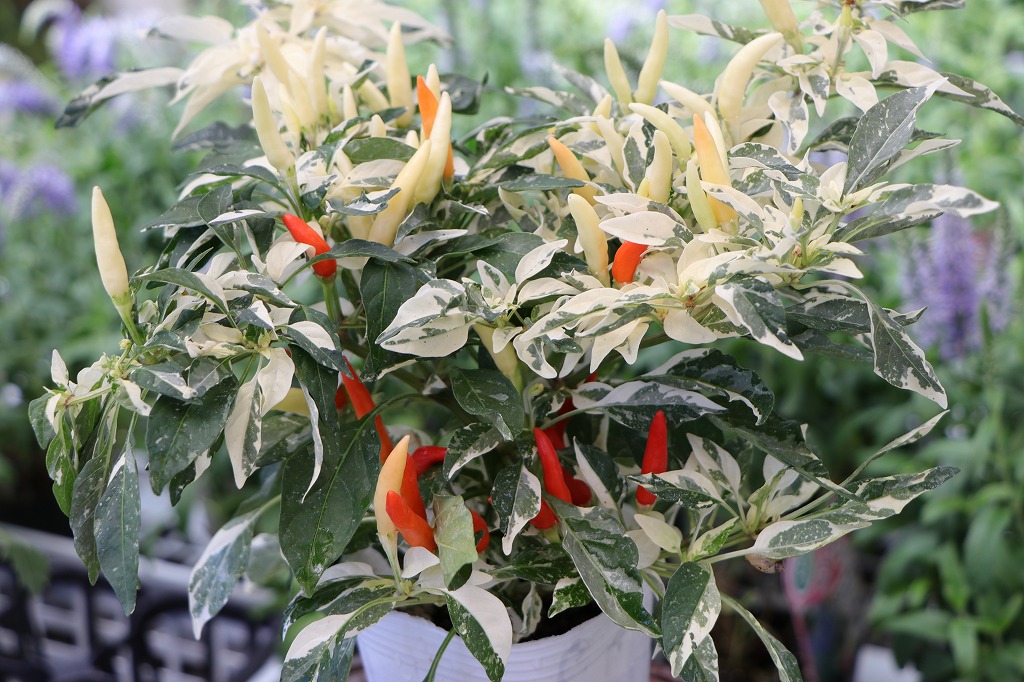 斑入り 観賞用トウガラシ ウチュウ クリームレッド 3.5号ポット苗 寄せ植え 鉢植え 花壇 お洒落 おしゃれ 可愛い かわいい カラフル 夏の花 秋の花 花 苗 初心者 カラーリーフ