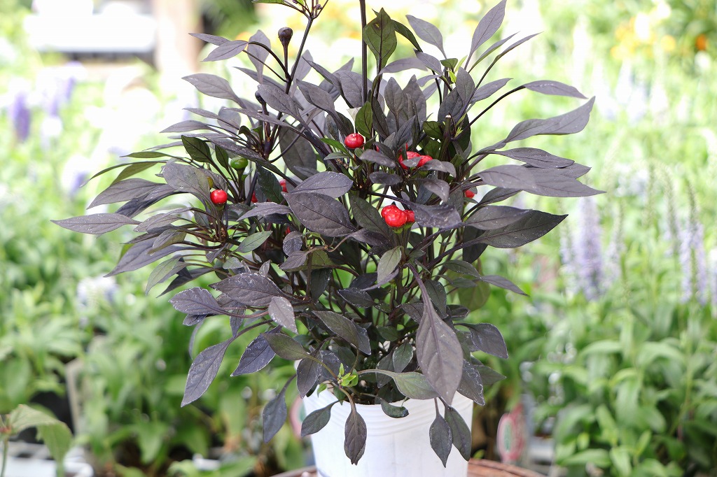 観賞用トウガラシ オニキスレッド 3号ポット苗 寄せ植え 花壇 カラーリーフ