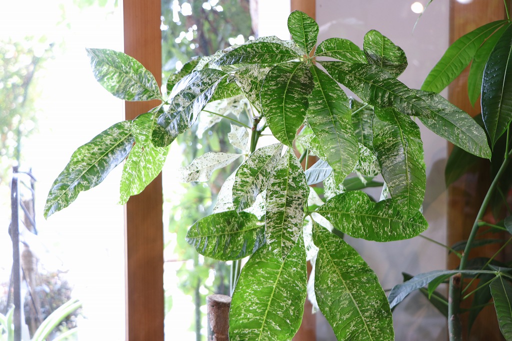 斑入り観葉植物の新定番！白斑は必見◎ #タイコンステレーション - GP
