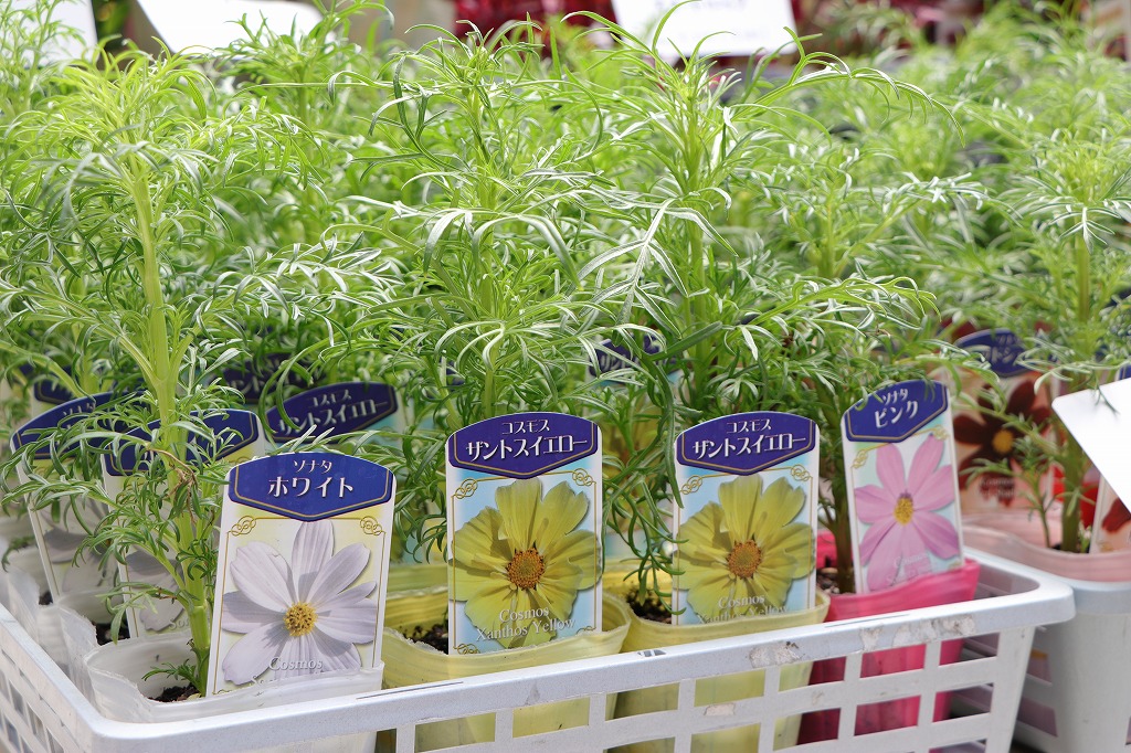 コスモス ピンク 3号ポット苗 秋桜 寄せ植え 花壇