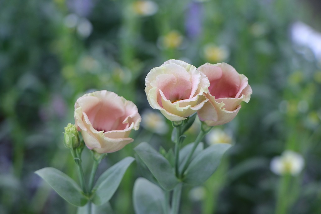 一重咲き トルコキキョウ プッチーノ チョコ 2.5〜3号ポット苗 寄せ植え 鉢植え 花壇 お洒落 おしゃれ 可愛い かわいい 春の花 夏の花 秋の花 花 苗 初心者
