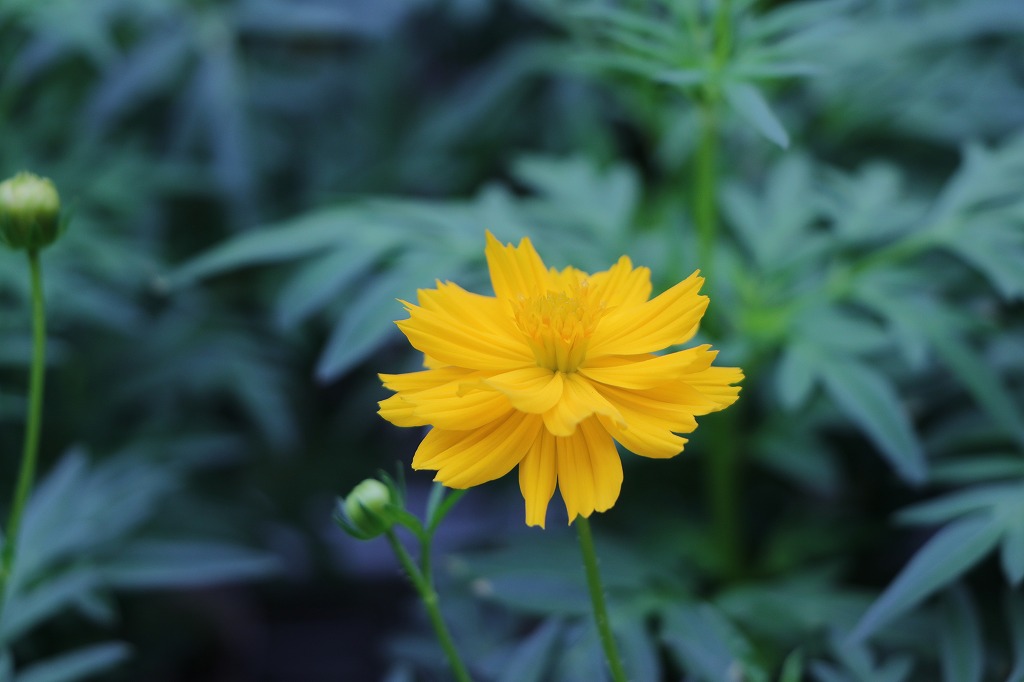 黄花コスモス イエロー 3号ポット苗 寄せ植え 花壇