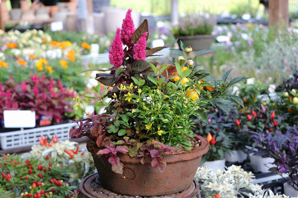 大人な雰囲気の秋の寄せ植え✨ - GP-Yamacho