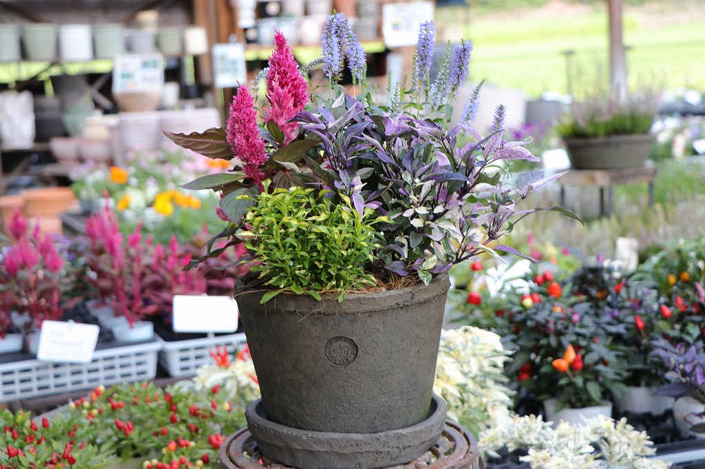 大人な雰囲気の秋の寄せ植え✨ - GP-Yamacho