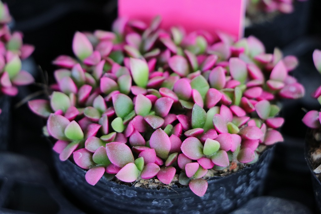 癒しの空間: 桜吹雪の美しい斑入り🌸 #多肉植物 - GP-Yamacho