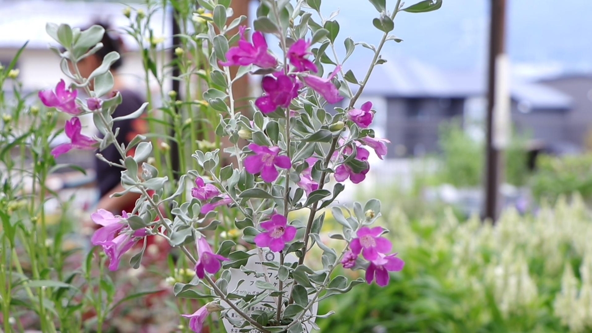 雨の妖精：シルバーの花が咲くレウコフィルムの魅力と育て方 - GP-Yamacho