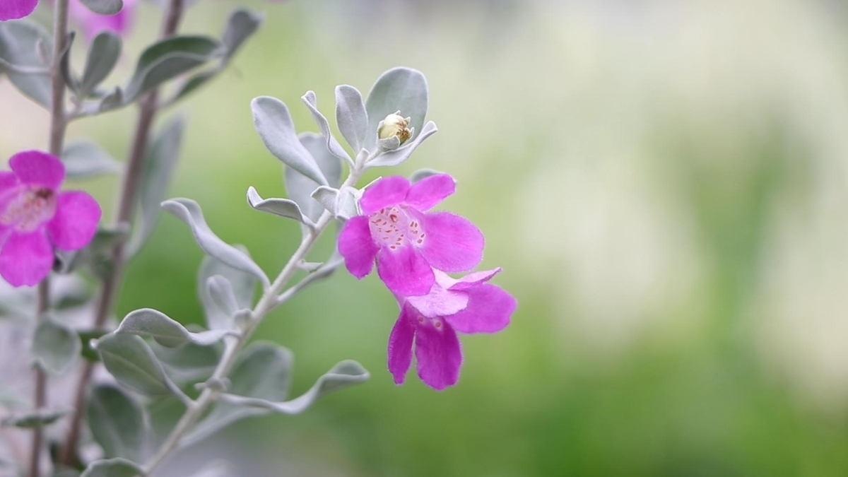 雨の妖精：シルバーの花が咲くレウコフィルムの魅力と育て方 - GP-Yamacho