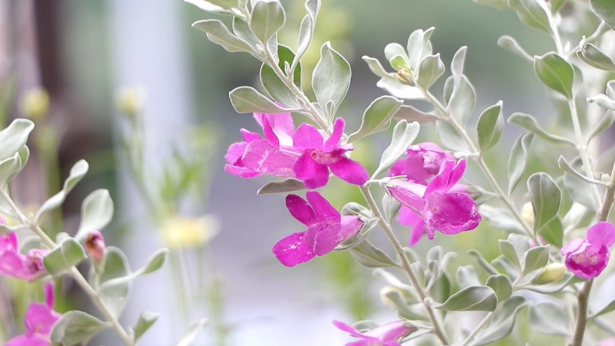 雨の妖精：シルバーの花が咲くレウコフィルムの魅力と育て方 - GP-Yamacho