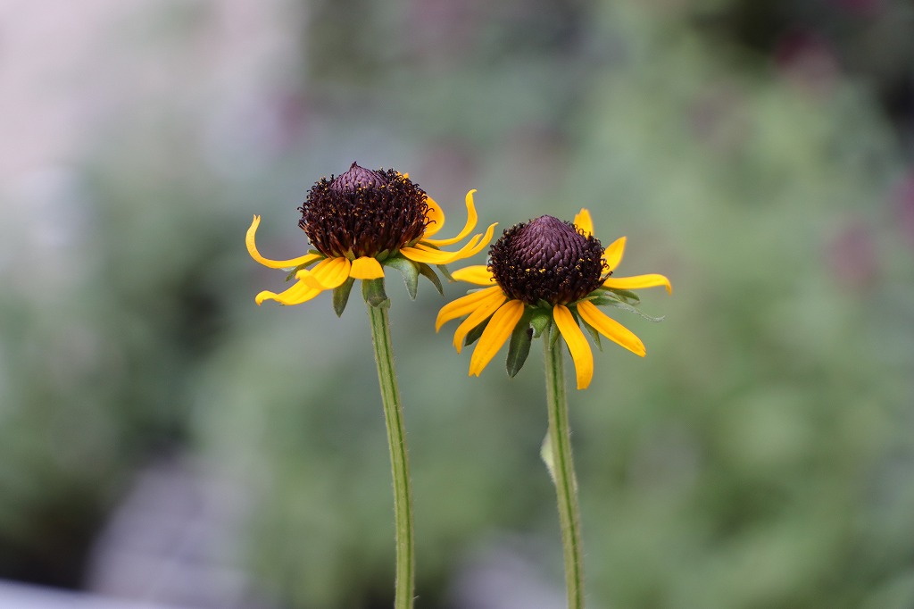 ルドベキア リトルゴールドスター 3〜3.5号ポット苗 寄せ植え 花壇 鉢植え お洒落 おしゃれ 可愛い かわいい 春の花 夏の花 秋の花 花 苗 初心者