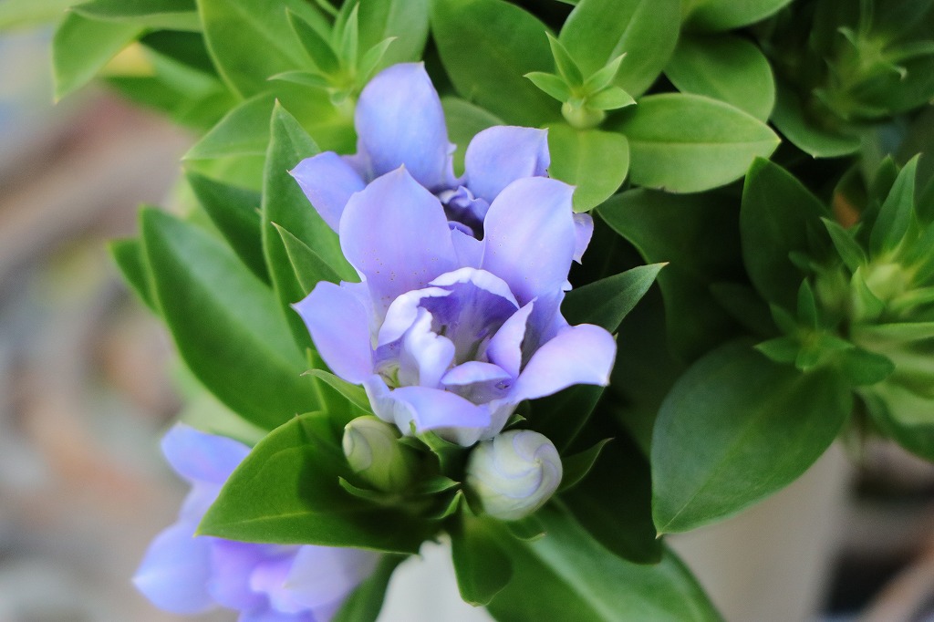 八重咲き リンドウ アシロブーケ アクア 3〜3.5号ポット苗 あしろブーケ 寄せ植え 花壇 鉢植え お洒落 おしゃれ 可愛い かわいい 宿根草 秋の花 花 苗 初心者
