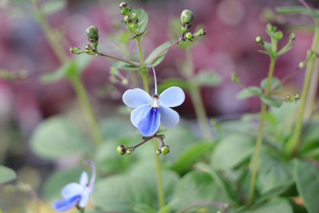 クレロデンドロン ブルーウィング 3.5号ポット苗 クレロデンドルム 寄せ植え 花壇 鉢植え お洒落 おしゃれ 可愛い かわいい ブルー 青い花 春の花 夏の花 秋の花 花 苗