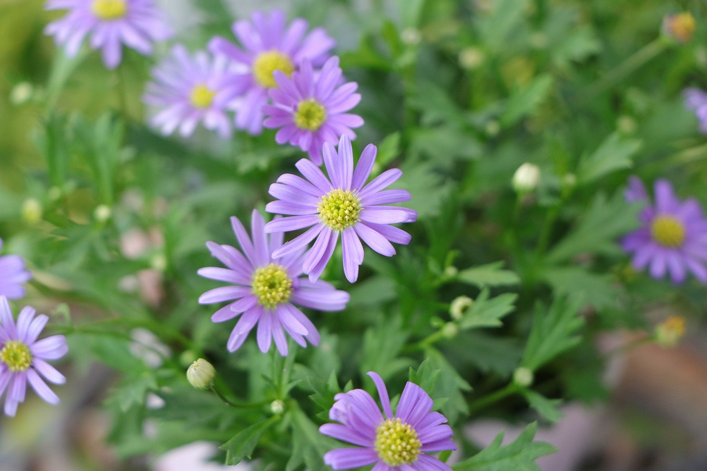 栄養系ブラキカム ブラスコバイオレット 3.5号ポット苗 寄せ植え 花壇