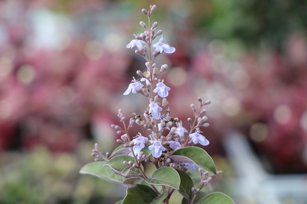 西洋ニンジンボク プルプレア 3〜3.5号ポット苗 ミツバハマゴウ 寄せ植え 鉢植え 花壇 地植え シック 夏の花 秋の花 花 苗 苗木 初心者 カラーリーフ