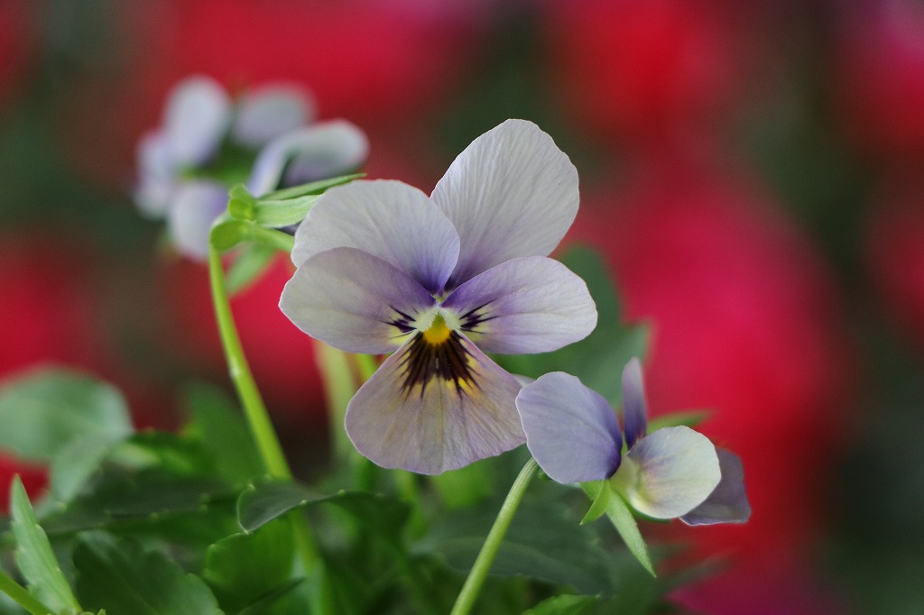 ゲブラナガトヨ ビオラ ミステリアスシリーズ マリア 3.5号ポット苗 ビオラ GEBR 寄せ植え 花壇 鉢植え お洒落 おしゃれ 可愛い 春の花 冬の花 花 苗 初心者