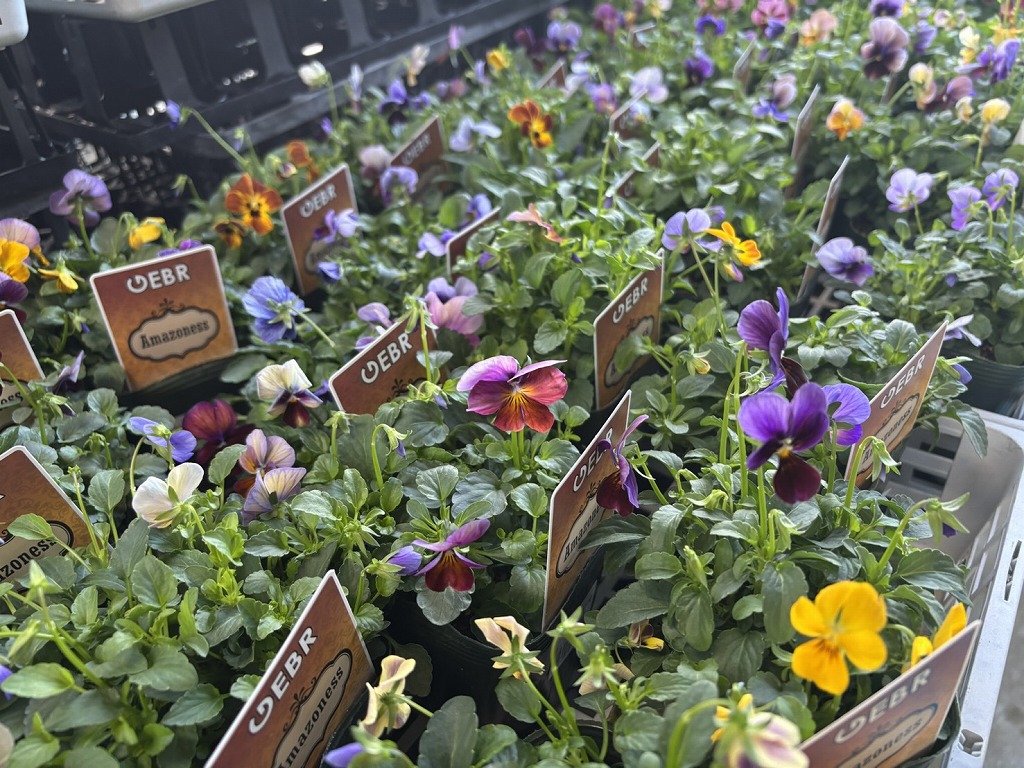 ゲブラナガトヨ ビオラ ミステリアスシリーズ アマゾネス 2色MIX植え アソート 3.5号ポット苗 ビオラ GEBR