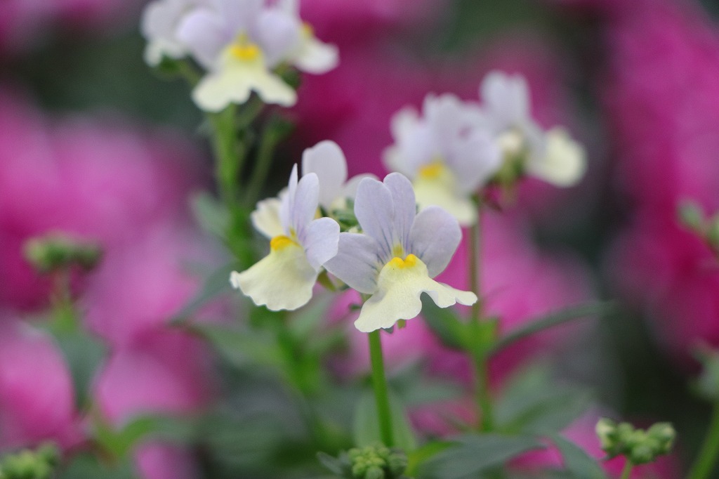 宿根ネメシア ピンクレモネード 3.5号ポット苗 寄せ植え 花壇 鉢植え お洒落 オシャレ 可愛い 冬の花 春の花 花