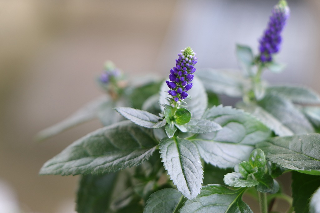 宿根ベロニカ マリエッタ 3.5号ポット苗