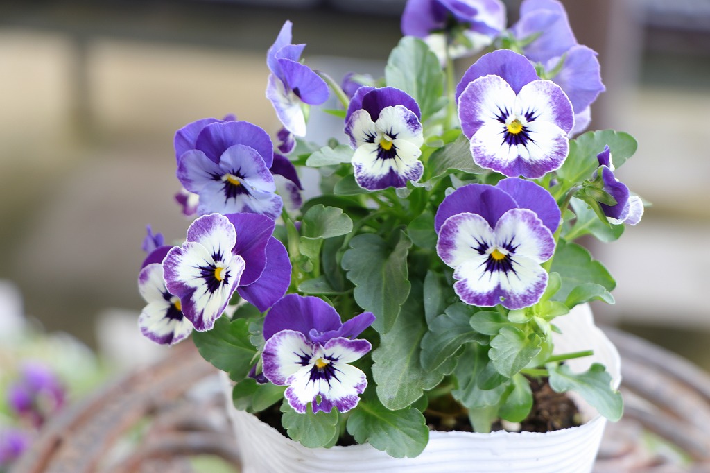 ビオラ デルフトブルー 3.5号ポット苗 大株 寄せ植え 鉢植え 花壇 お洒落 おしゃれ 可愛い かわいい 可憐 春の花 冬の花 花 苗 初心者