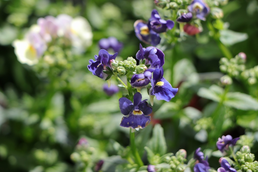 宿根ネメシア メーテル ミッドナイトブルー 3.5号ポット苗 ネメシア ゲブラナガトヨ 寄せ植え 花壇 鉢植え お洒落 オシャレ 可愛い かわいい 冬の花 春の花 花