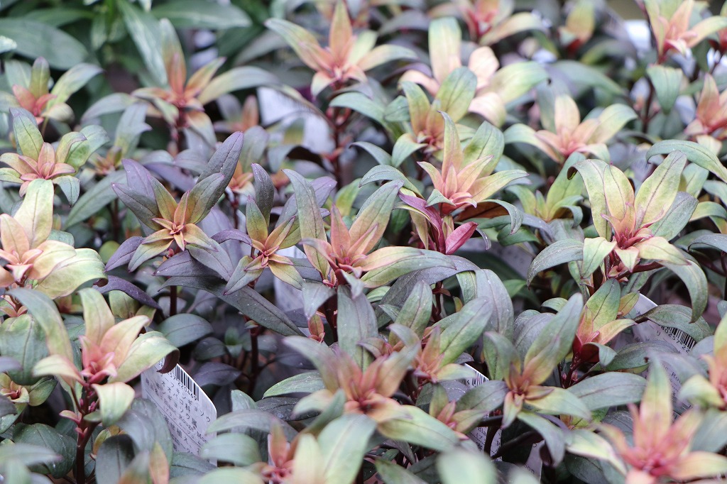 進化のすごい「キンギョソウ」！ - GP-Yamacho