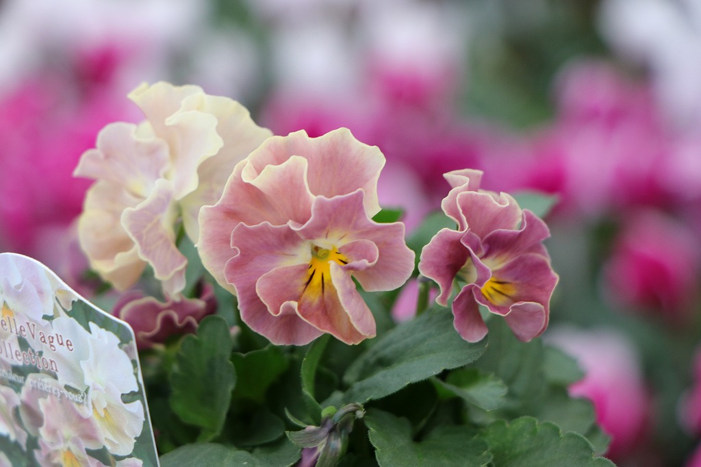 ビオラ ヌーヴェルヴァーグ アンジュ 3.5号ポット苗 NouvelleVague 寄せ植え 花壇 鉢植え お洒落 オシャレ 冬の花 花