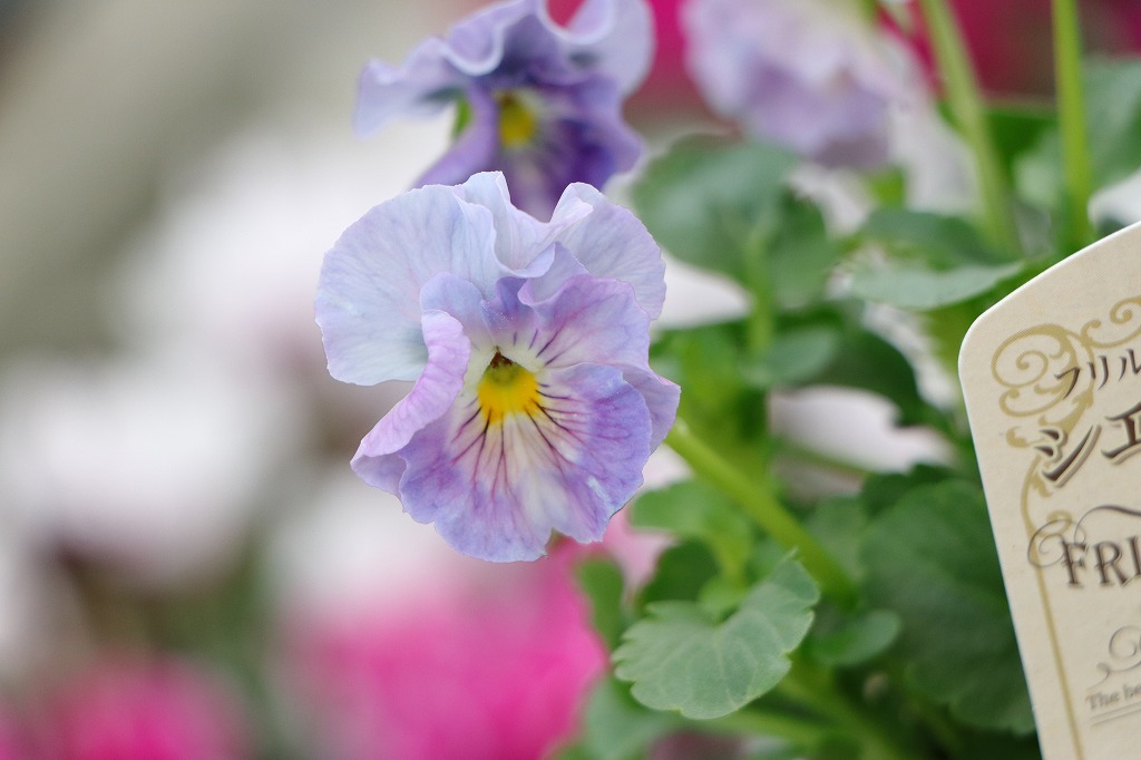 フリル咲き パンジー シエルブリエ アソート 3号ロングポット苗 花日和オリジナル 寄せ植え 花壇 鉢植え お洒落 オシャレ 冬の花 花