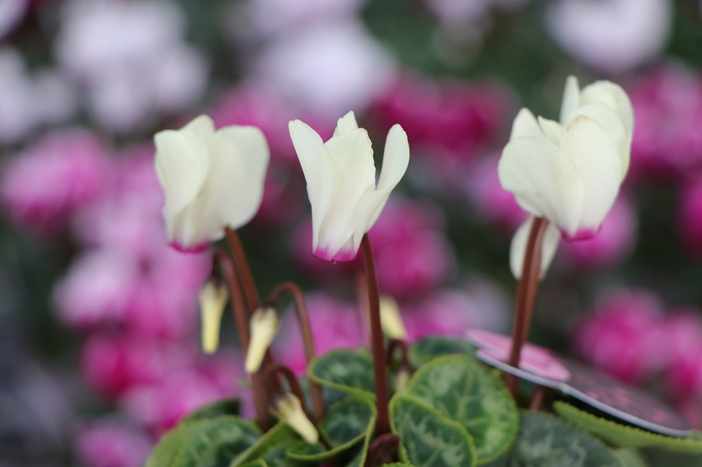 ミニシクラメン マイクロゴールデンガール 3号ポット苗 寄せ植え 鉢植え お洒落 オシャレ 可愛い 冬の花 花 希少種