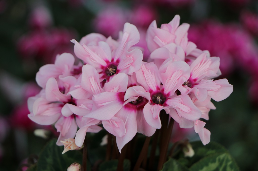 上向き咲き ミニシクラメン イリュージア ピンクラテ 4〜4.5号鉢