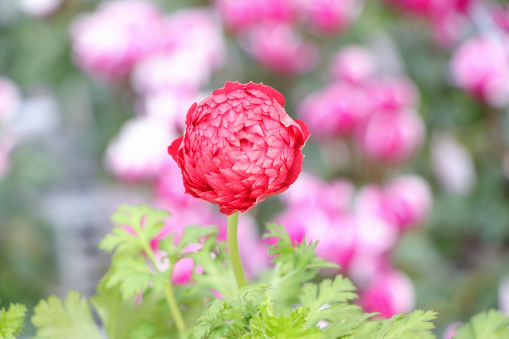 八重咲き アネモネ オーロラ レッド 3〜3.5号ポット苗 寄せ植え 花壇 鉢植え お洒落 おしゃれ 可愛い かわいい 豪華 春の花 冬の花 花 苗 初心者