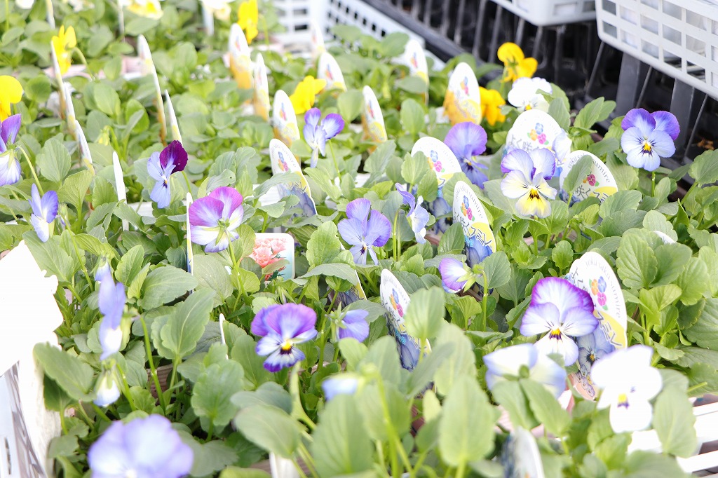 よく咲くスミレ ソーダ 3.5号ポット苗 パンジー ビオラ サカタのタネ 寄せ植え 花壇