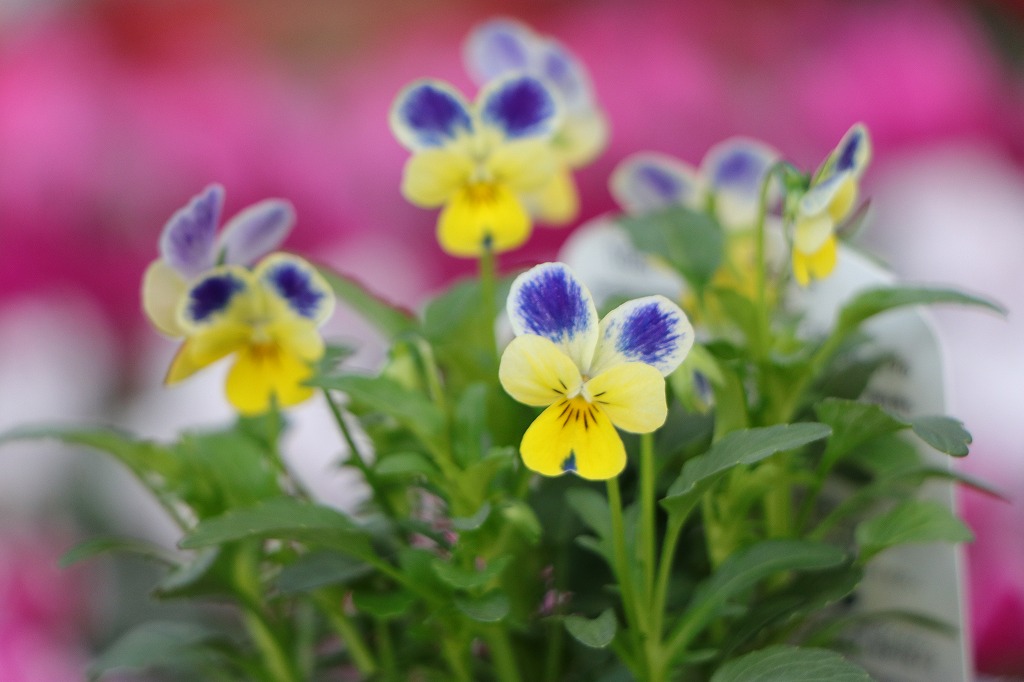 うさぎ耳ビオラ ファンシーブルーラビット 3.5号ポット苗 ビオラ 福花園 寄せ植え 花壇 鉢植え お洒落 おしゃれ 可愛い かわいい 春の花 冬の花 花 苗 初心者