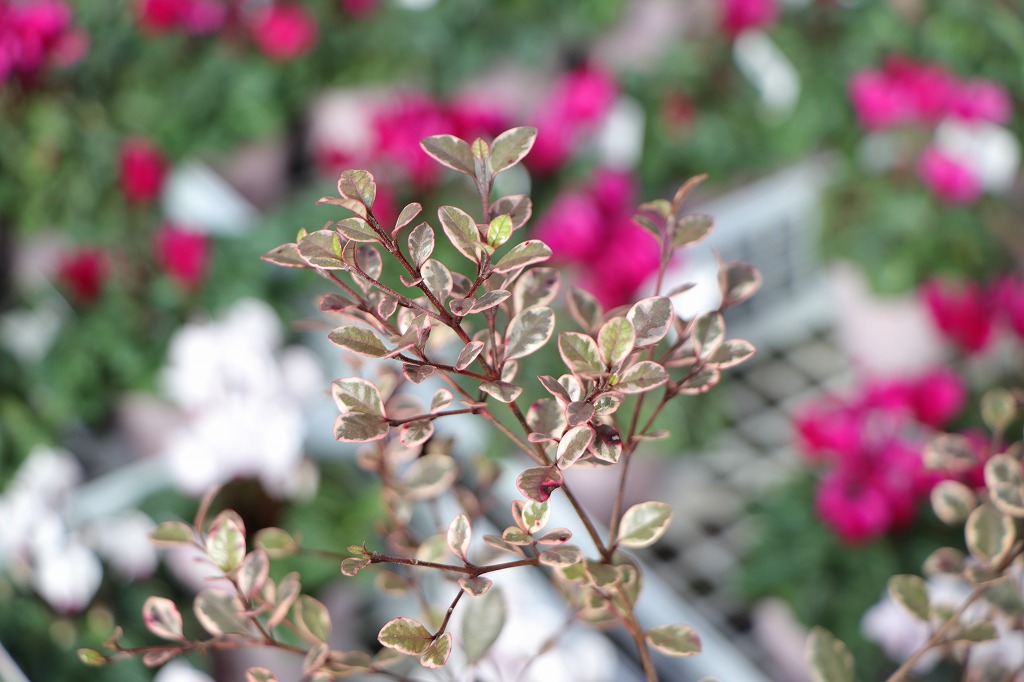 ロフォミルタス マジックドラゴン 2.5〜3号ポット苗 寄せ植え 鉢植え 花壇 お洒落 可愛い 常緑樹 夏の花 花 苗 苗木 初心者 カラーリーフ