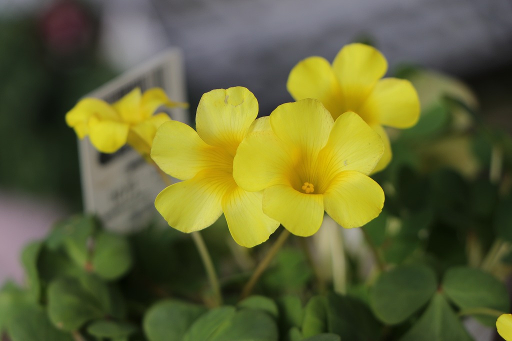 オキザリス イエロー 3〜3.5号ポット苗 寄せ植え 花壇 鉢植え お洒落 おしゃれ 可愛い かわいい 春の花 秋の花 冬の花 花 苗 初心者