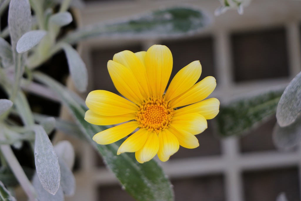 ガザニア ビースト シルバーフォックス 3.5号ポット苗 寄せ植え 花壇 鉢植え お洒落 オシャレ 可愛い 冬の花 春の花 花 カラーリーフ