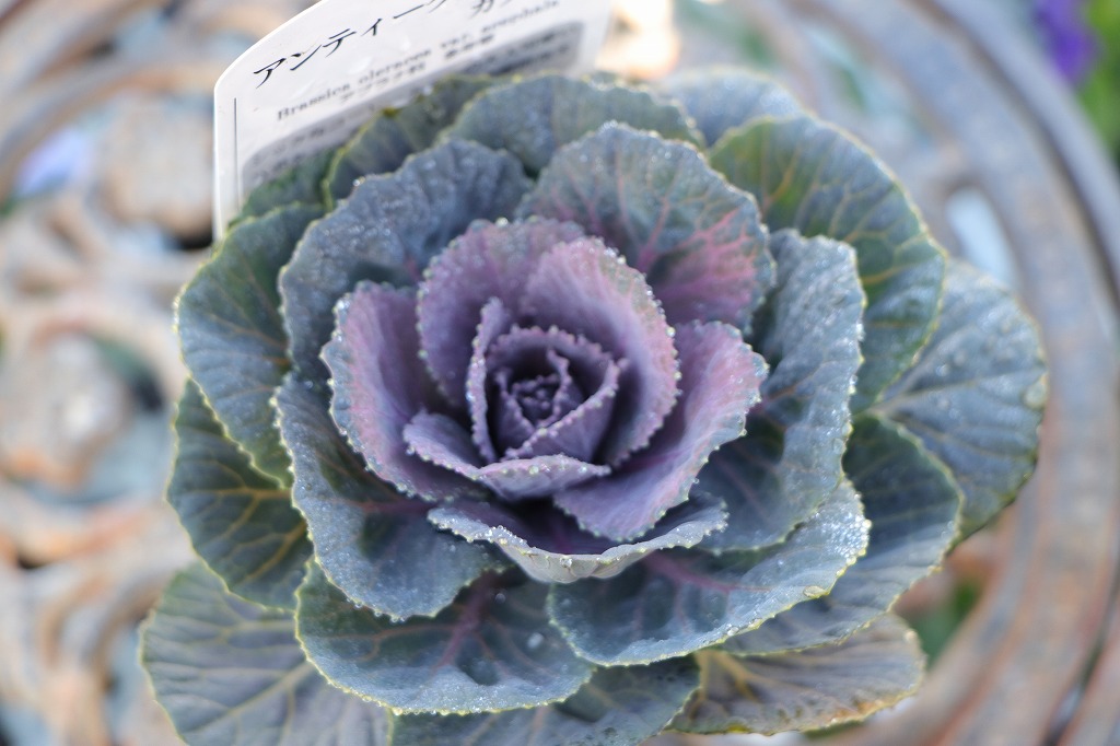 アンティークハボタン カフェモカ 2.5〜3号ポット苗 葉牡丹 ハボタン 寄せ植え 花壇 鉢植え お洒落 可愛い 冬の花 花 苗 初心者 カラーリーフ