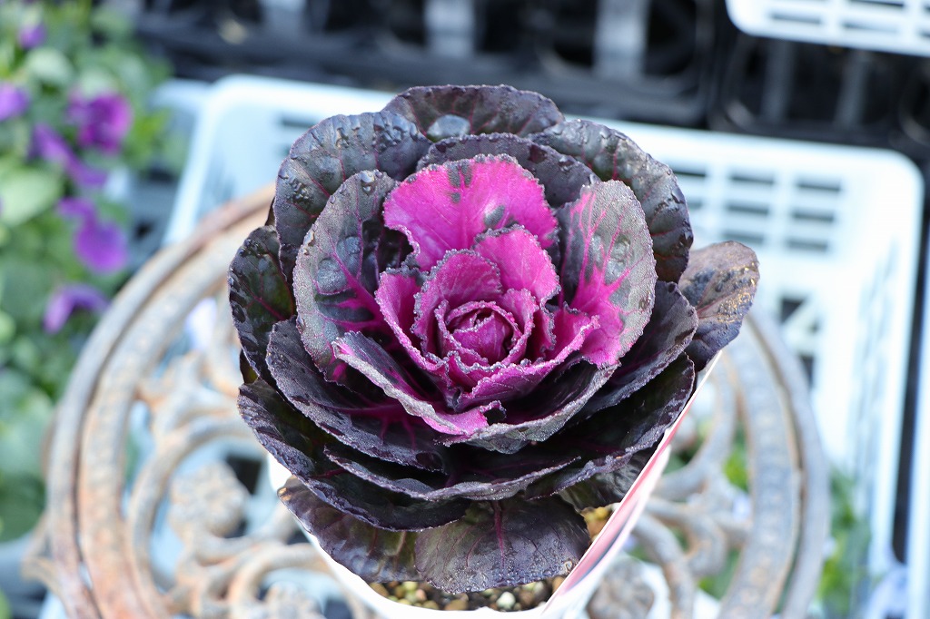 ハボタン 光子ロイヤル ブラック系 レッド 3号ポット苗