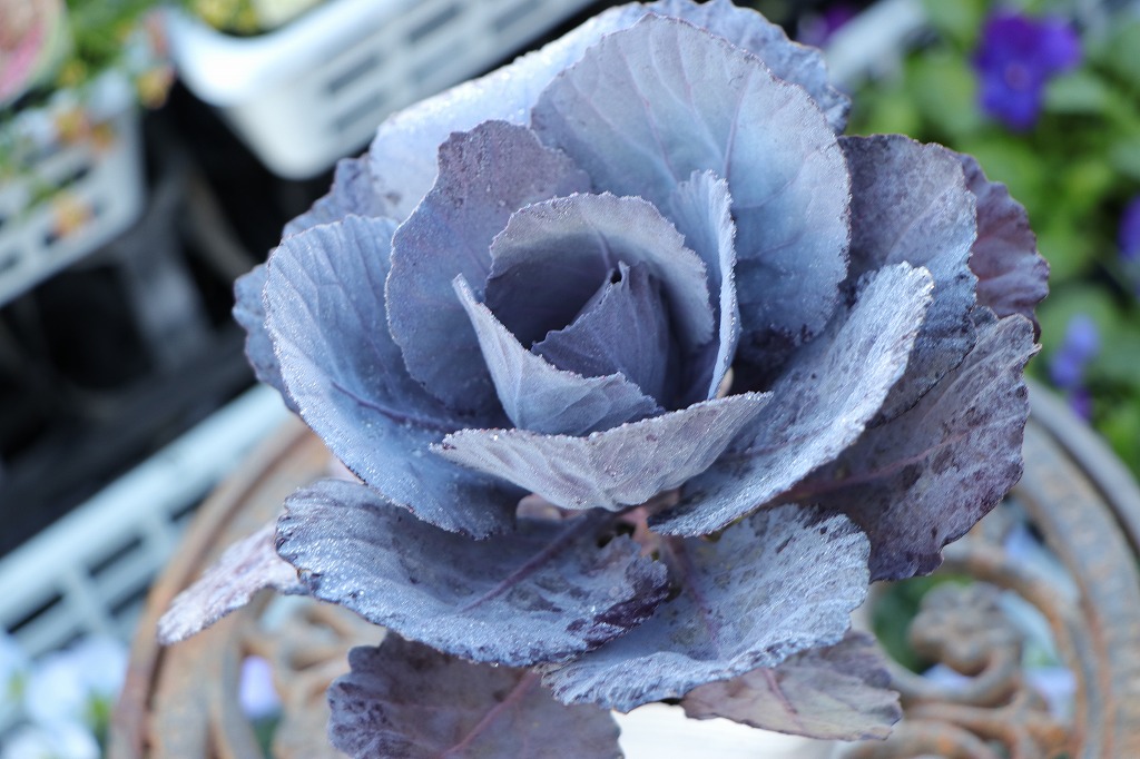 ハボタン パープルステン 丸葉 3号ポット苗