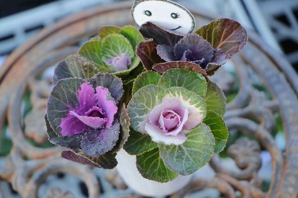 ハボタン らぶらぶ 3〜4本ブーケ仕立て 2.5号ロングポット苗