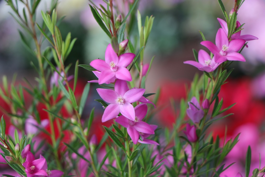 寄せ植えの芯に！使いたい5選 - GP-Yamacho