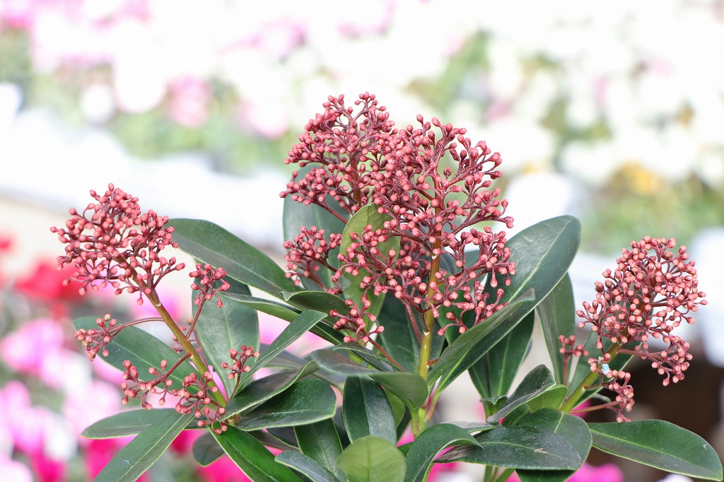 寄せ植えの芯に！使いたい5選 - GP-Yamacho