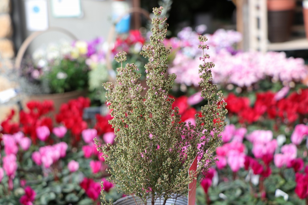 寄せ植えの芯に！使いたい5選 - GP-Yamacho