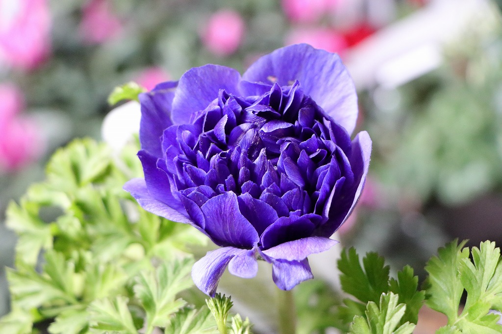 八重咲き アネモネ オーロラ ブルー 3〜3.5号ポット苗 寄せ植え 花壇 鉢植え お洒落 おしゃれ 可愛い かわいい 豪華 春の花 冬の花 花 苗 初心者