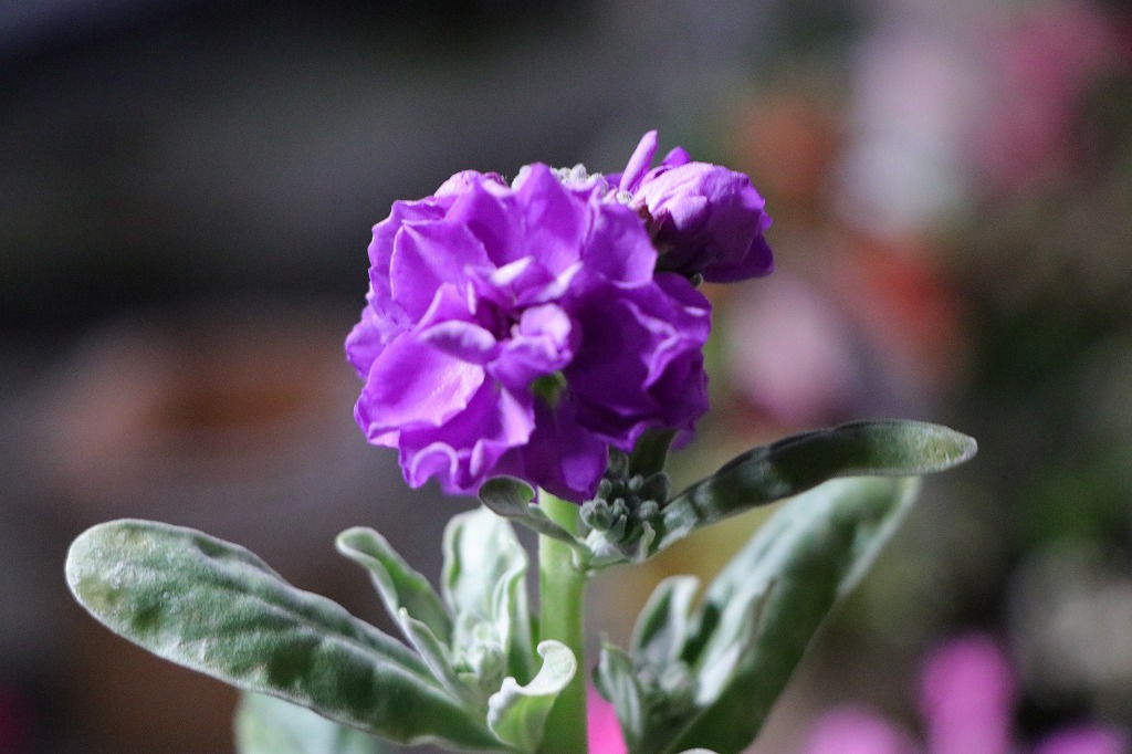 八重咲きストック ブルー　3.5号ポット苗 寄せ植え 花壇