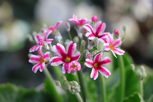 エトワール：星型の可憐な花が満開！やさしい花色が魅力♪ #桜草 - GP