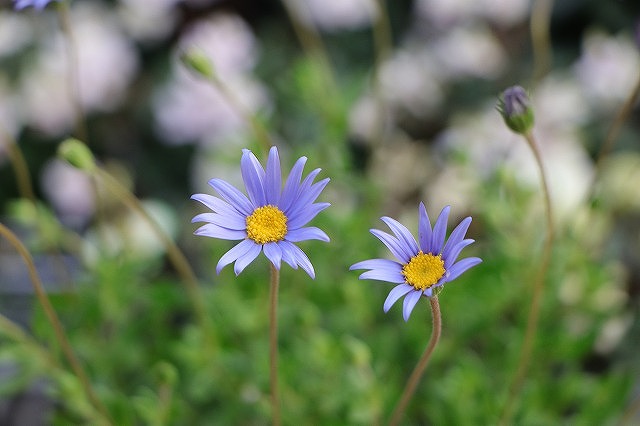 ブルーデージー フェリシティ 3〜3.5号ポット苗 フェリシア 寄せ植え 花壇 鉢植え お洒落 おしゃれ 可愛い かわいい 青い花 春の花 秋の花 花 苗 初心者