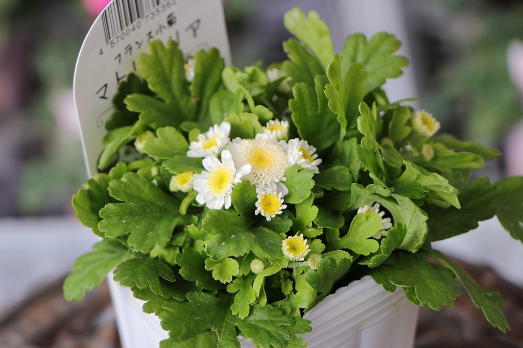 一重咲き マトリカリア 3〜3.5号ポット苗 寄せ植え 花壇 鉢植え お洒落 おしゃれ 可愛い 春の花 秋の花 冬の花 花 苗 初心者